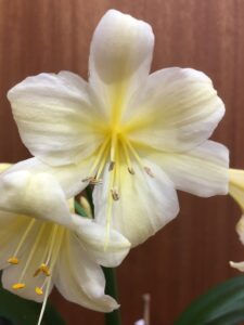 Close-up of a clivia flower from the Valewood collection