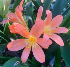 Pink clivia in flower, from the Valewood collection
