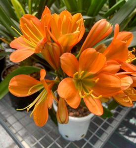 Bronze clivia in flower, from the Valewood collection