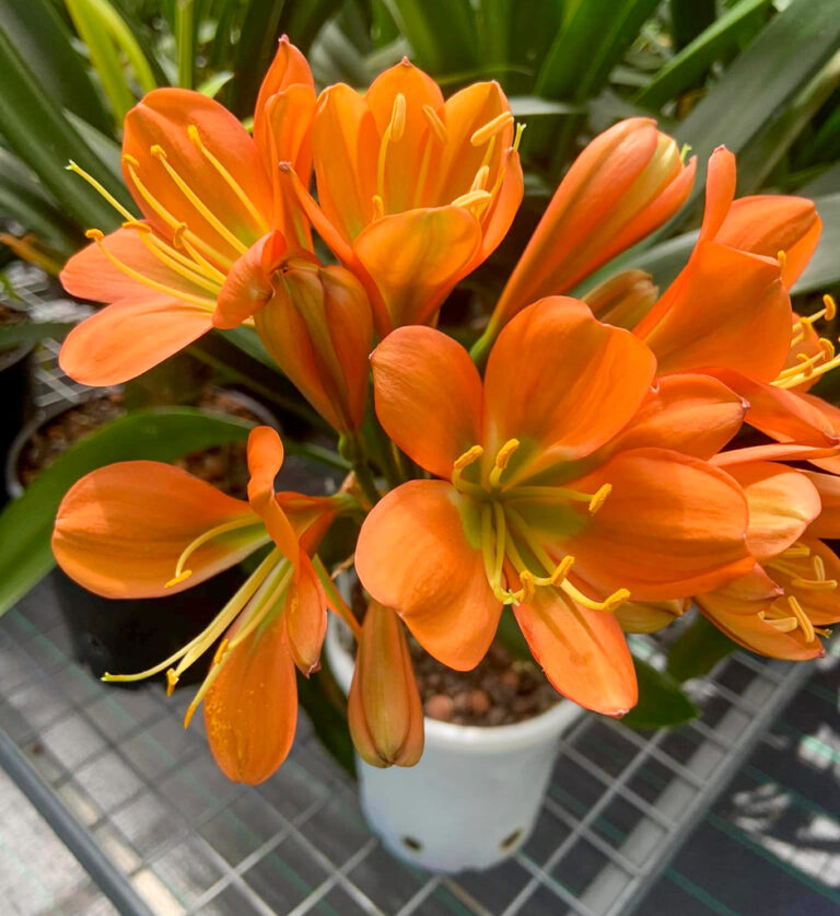 Bronze clivia in flower, from the Valewood collection