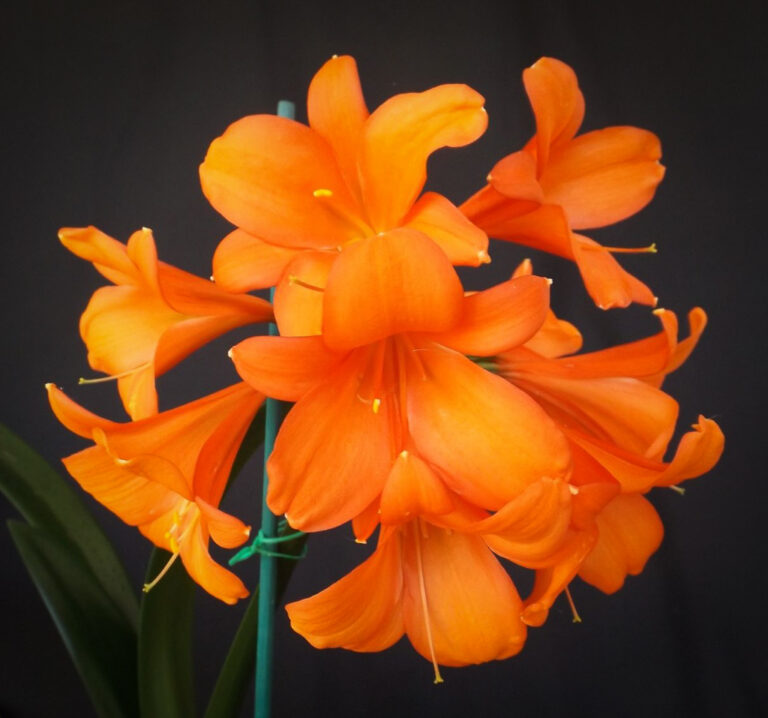 A929 Red clivia from the Valewood collection