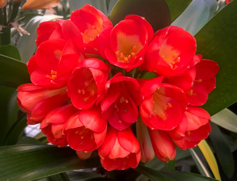 Akebono clivia from the Valewood collection
