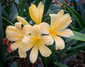 Anastasia Reflex Crown clivia from the Valewood collection