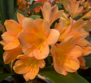 Anderson Peach × Jelana × Miller's Pink clivia from the Valewood collection