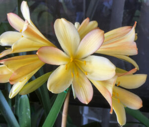 Apple Blossum × Andrew Gibson clivia from the Valewood collection