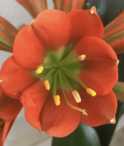 B1 clivia from the Valewood collection