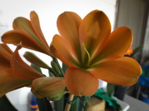 B11-1 Popsie × Hirao clivia from the Valewood collection
