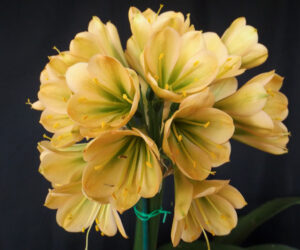 B89 clivia from the Valewood collection