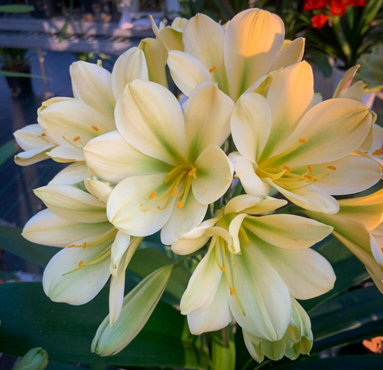 Best TKO clivia from the Valewood collection