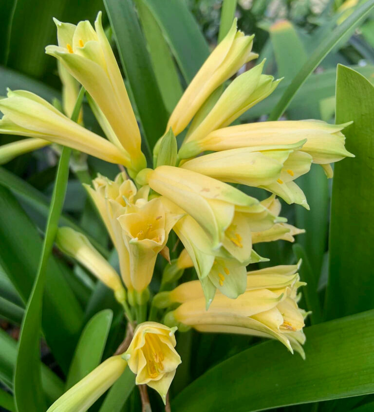 Best Inter clivia from the Valewood collection