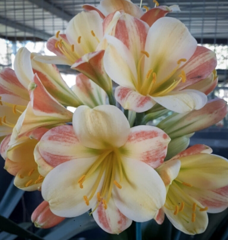 Bevan Bishop 777 clivia from the Valewood collection