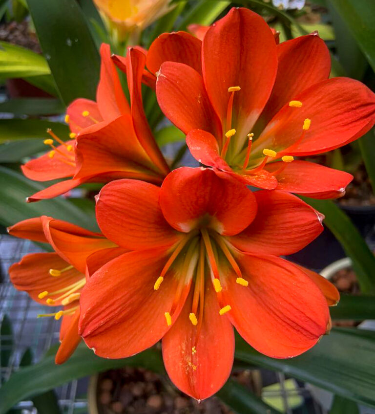 Bronze clivia from the Valewood collection