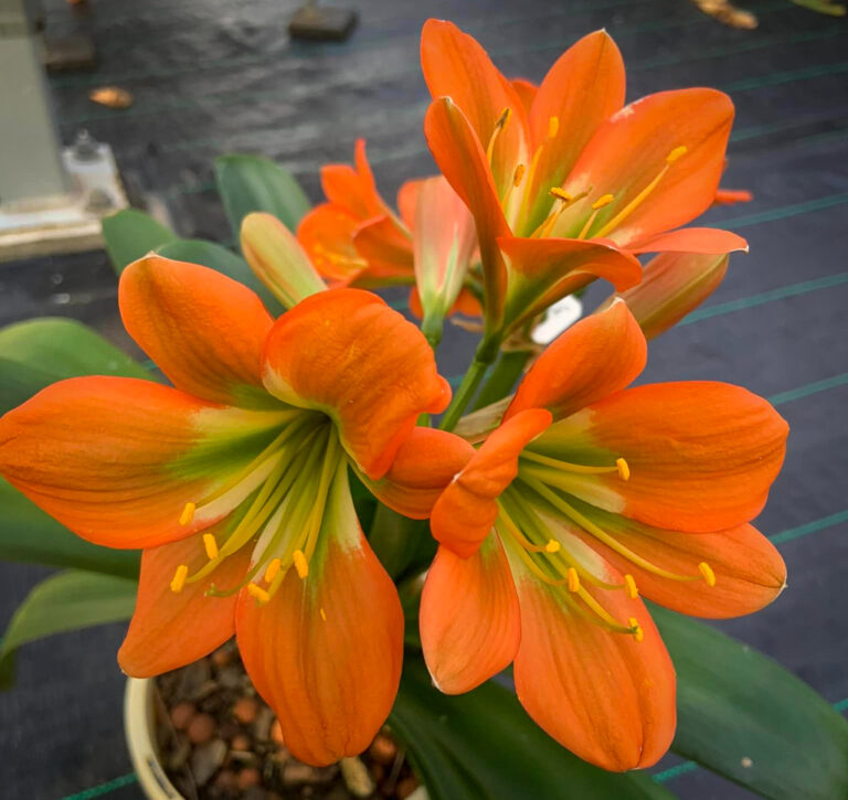 Bronze GT clivia from the Valewood collection