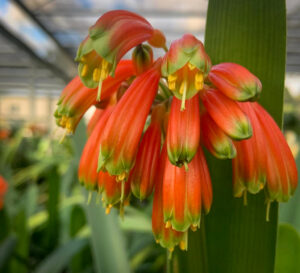 Bronze Inter clivia from the Valewood collection