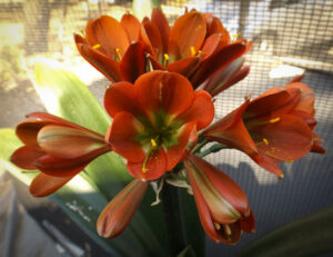 Bronze Tiara × Bronze 627 clivia from the Valewood collection