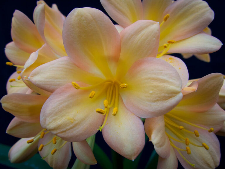 C14-1 N2 × N34 clivia from the Valewood collection