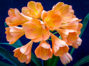 C19-1 N34 × self clivia from the Valewood collection