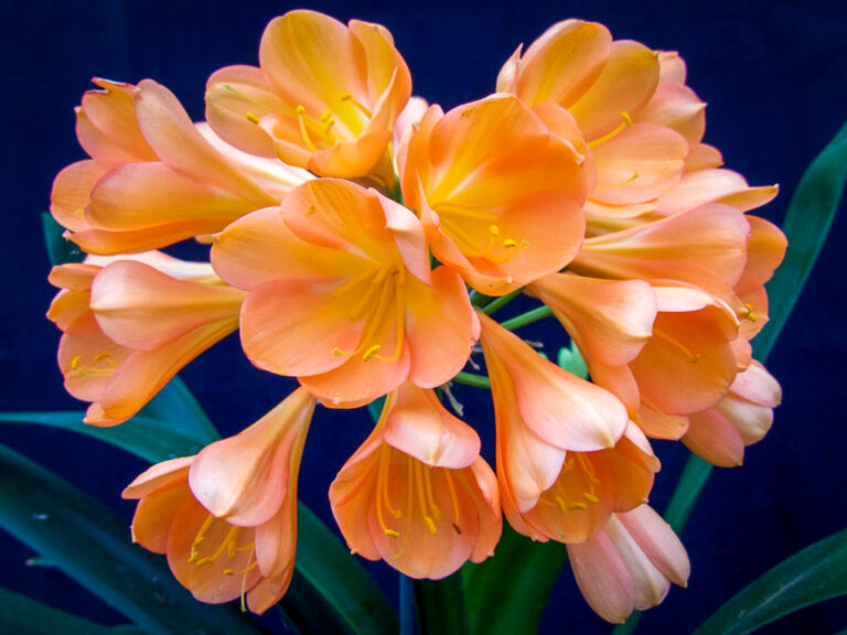 C19-1 N34 × self clivia from the Valewood collection