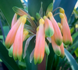 Chubb Inter clivia from the Valewood collection