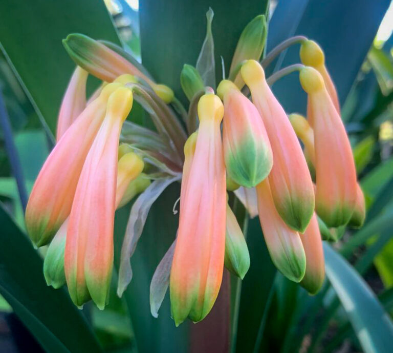 Chubb Inter clivia from the Valewood collection