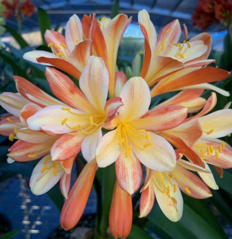Chubb Splash clivia from the Valewood collection