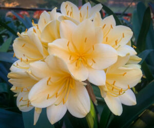 Clean Yellow × SJT clivia from the Valewood collection
