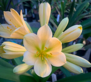 Cransley Peach × Hirao clivia from the Valewood collection