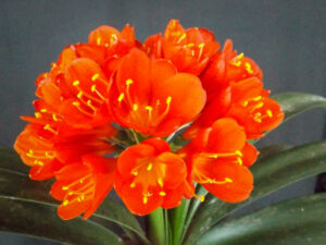 D58-2 Red clivia from the Valewood collection