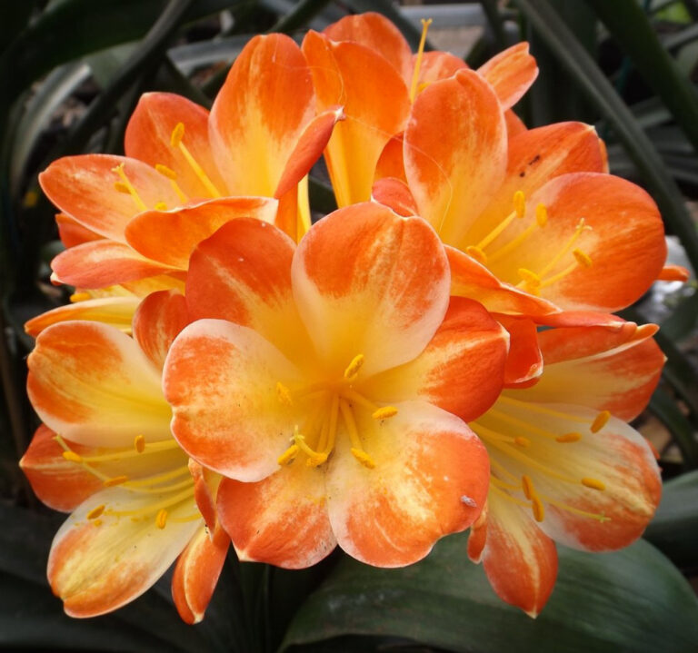 D61 clivia from the Valewood collection