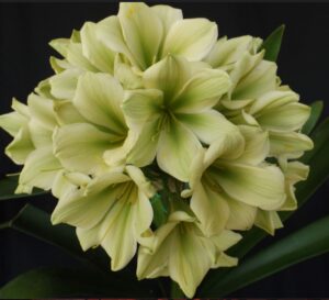 D69 clivia from the Valewood collection