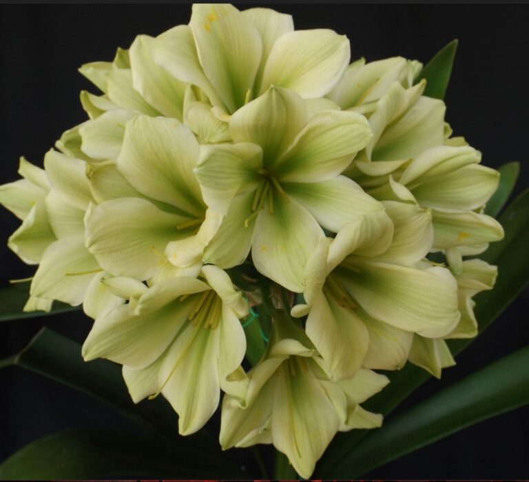 D69 clivia from the Valewood collection