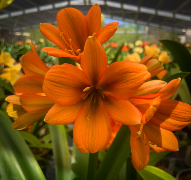 Dark Throat Bronze clivia from the Valewood collection