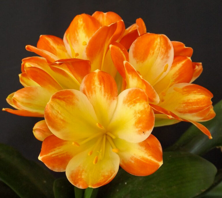 Daruma × Tanchoo 32 clivia from the Valewood collection