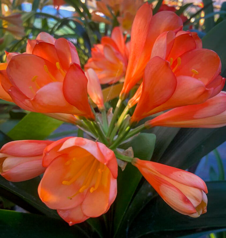 Eureka Giddings clivia from the Valewood collection