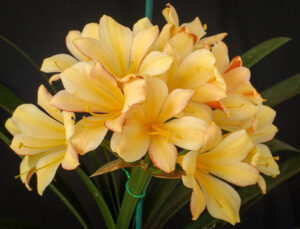 Fairytales clivia from the Valewood collection