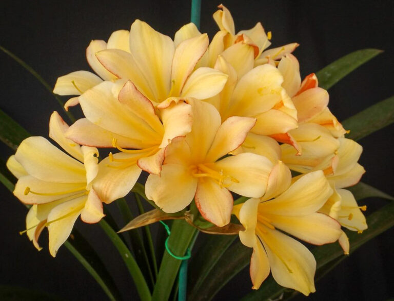 Fairytales clivia from the Valewood collection