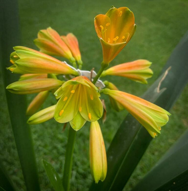 G2 Inter clivia from the Valewood collection