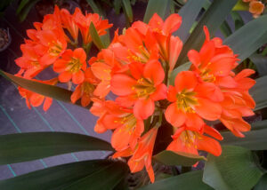 GC Orange clivia from the Valewood collection