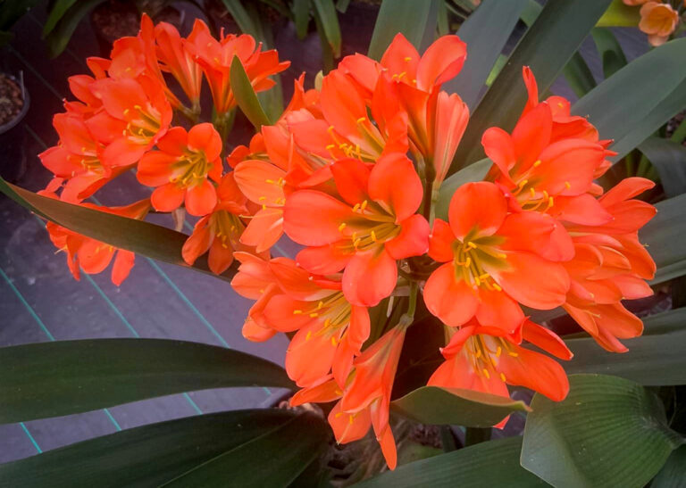 GC Orange clivia from the Valewood collection