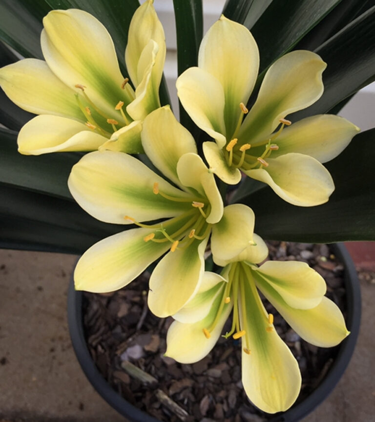 GN Green clivia from the Valewood collection