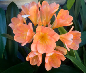Ghost clivia from the Valewood collection