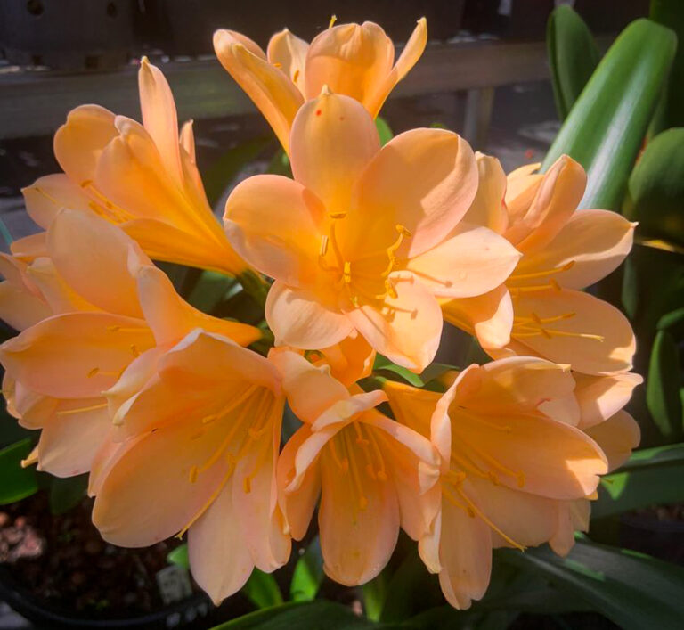 Group 2 Peach clivia from the Valewood collection