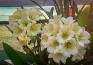 Hirao clivia from the Valewood collection
