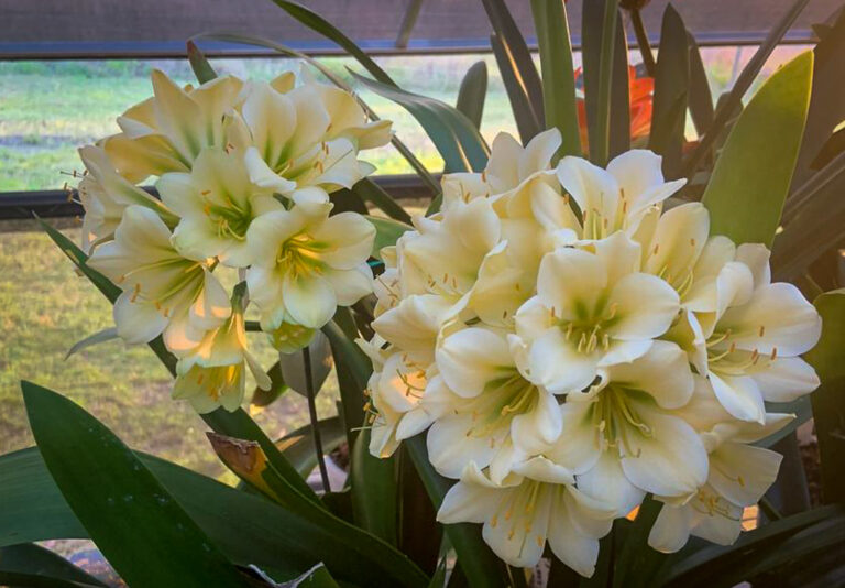 Hirao clivia from the Valewood collection