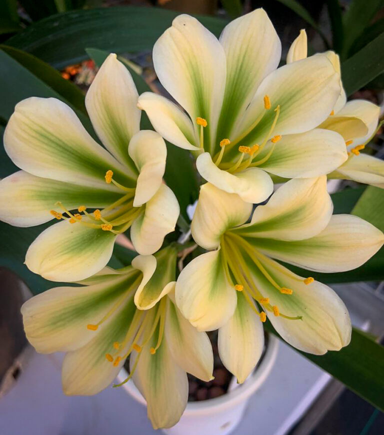 Hirao × self clivia from the Valewood collection