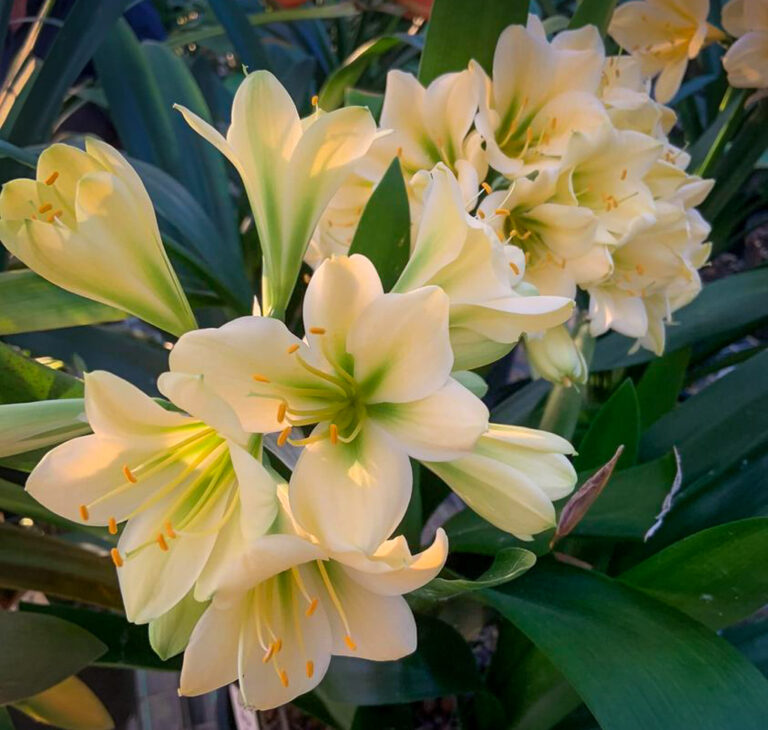 Hiraos clivia from the Valewood collection