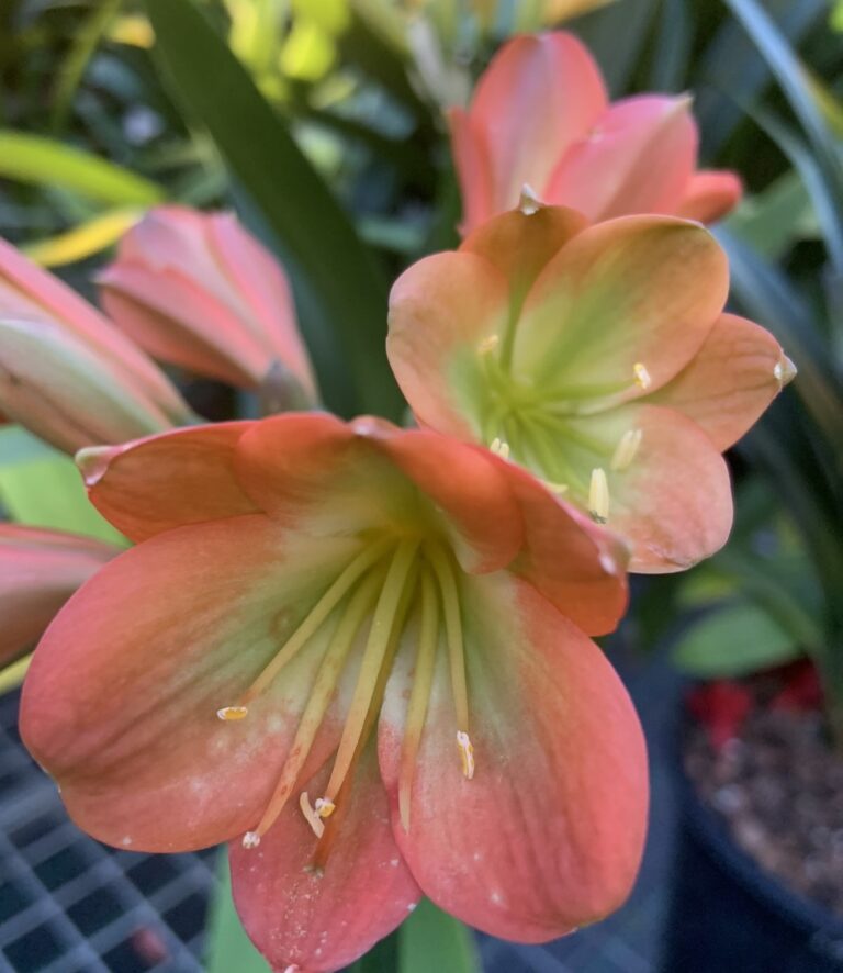 Bronze clivia in flower, from the Valewood collection