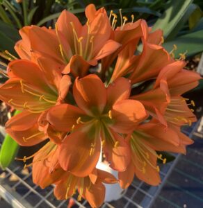 Bronze clivia in flower, from the Valewood collection