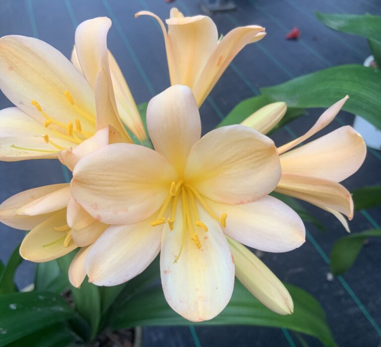 Clivia in flower, from the Valewood collection