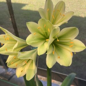 Green-flowered clivia in flower, from the Valewood collection
